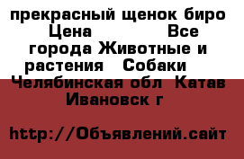 прекрасный щенок биро › Цена ­ 20 000 - Все города Животные и растения » Собаки   . Челябинская обл.,Катав-Ивановск г.